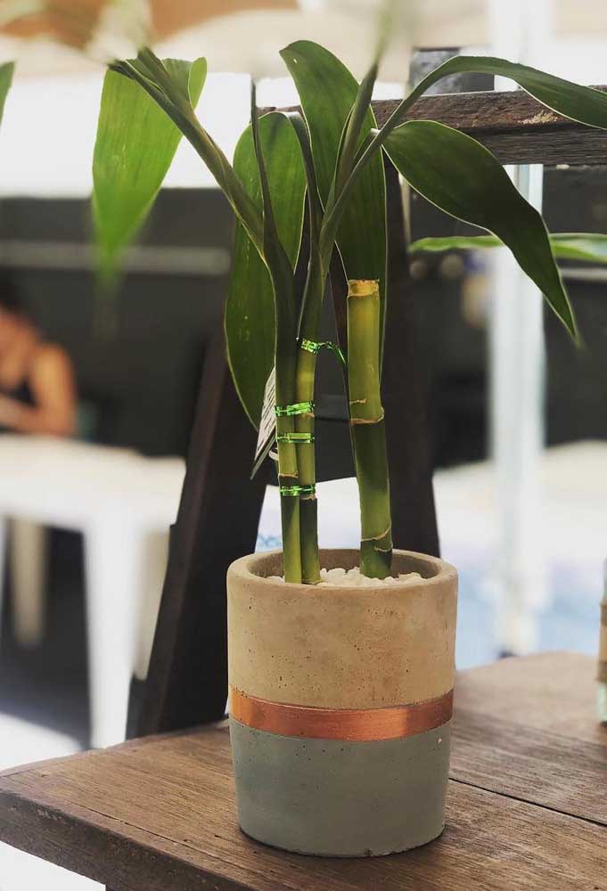 Cuidados e decoração criativa com bambu da sorte