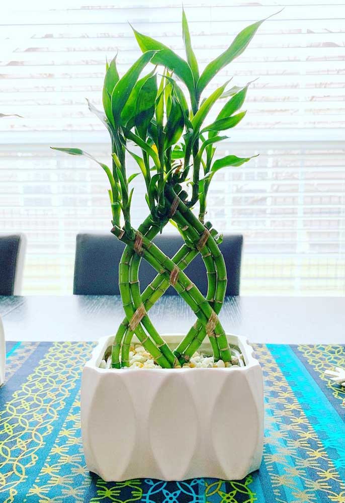 Cuidados e decoração criativa com bambu da sorte