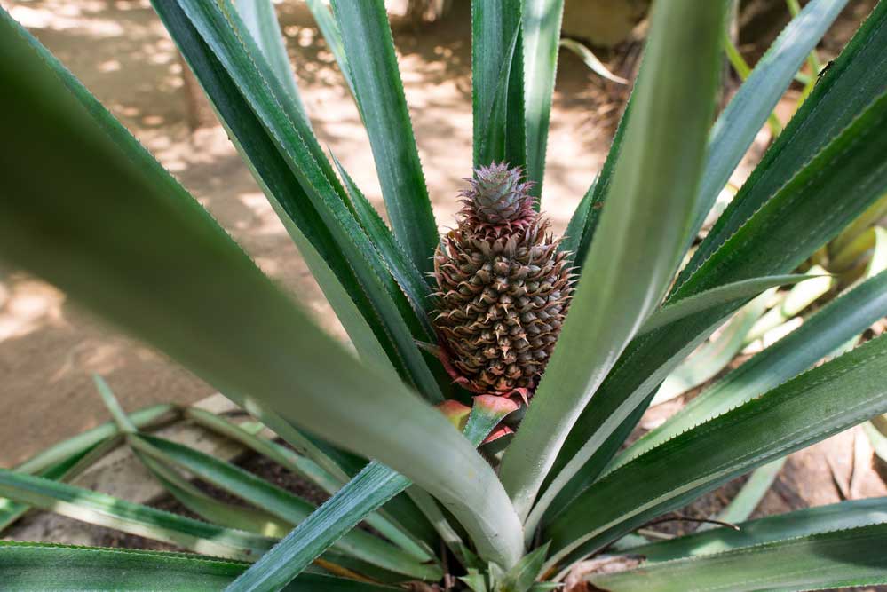 Cultive abacaxis em casa: 3 técnicas para plantio em vasos e jardins