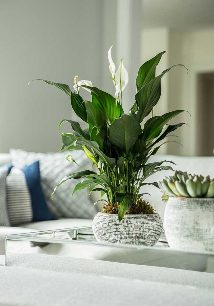 34 Dicas para Decoração de Sala com Plantas