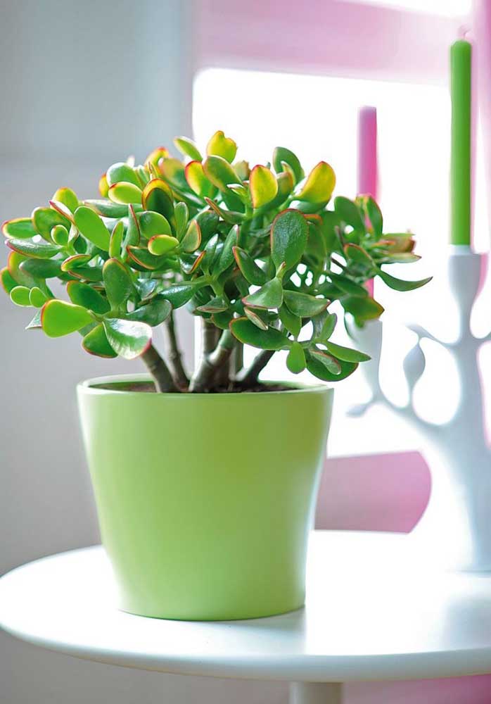 34 Dicas para Decoração de Sala com Plantas