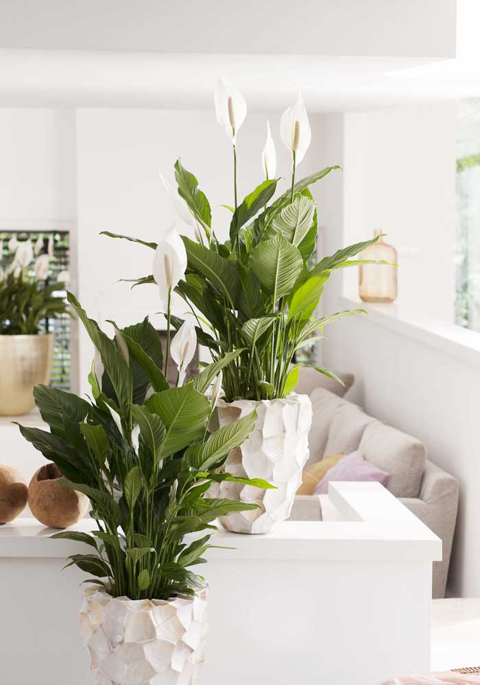 34 Dicas para Decoração de Sala com Plantas