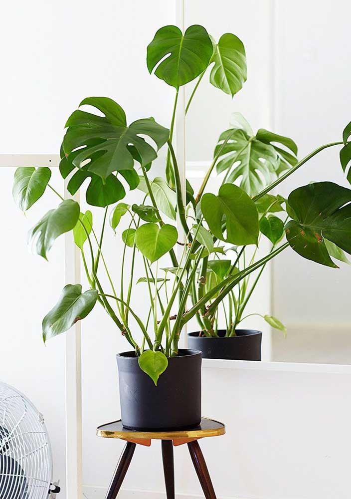 34 Dicas para Decoração de Sala com Plantas