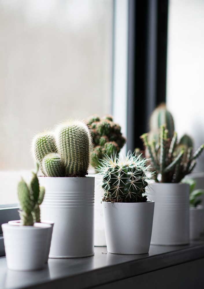 34 Dicas para Decoração de Sala com Plantas