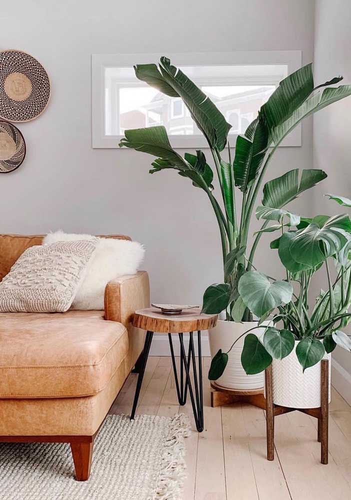 34 Dicas para Decoração de Sala com Plantas