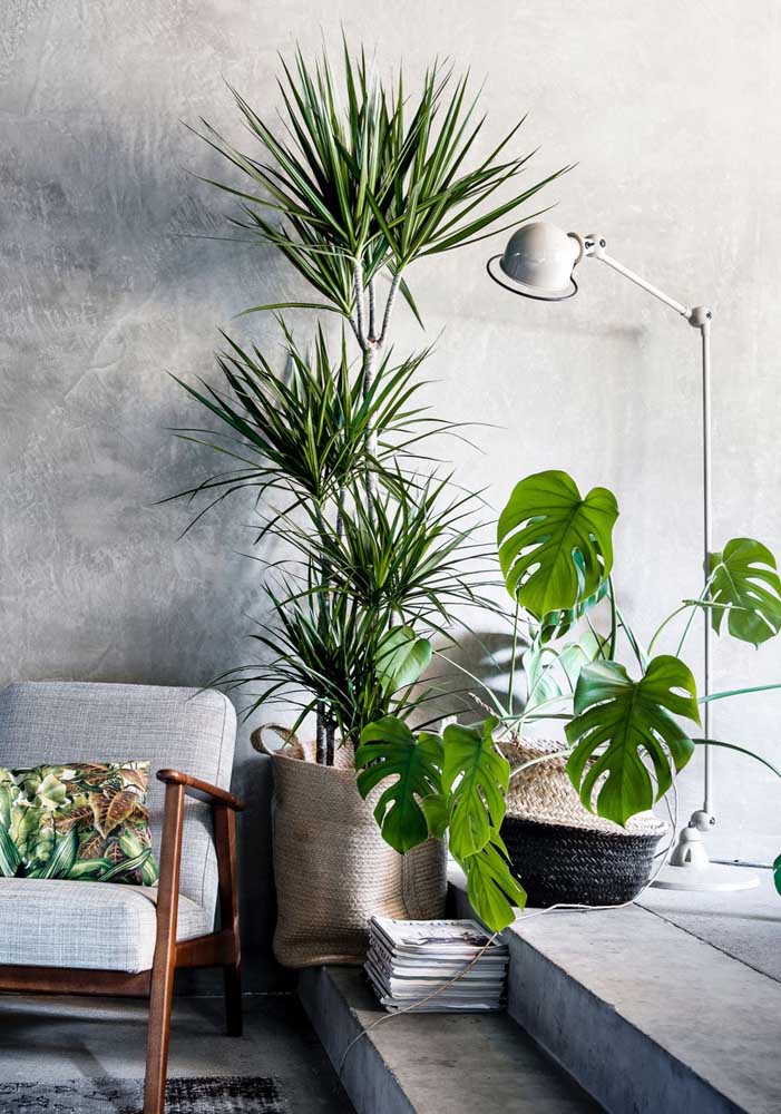 34 Dicas para Decoração de Sala com Plantas