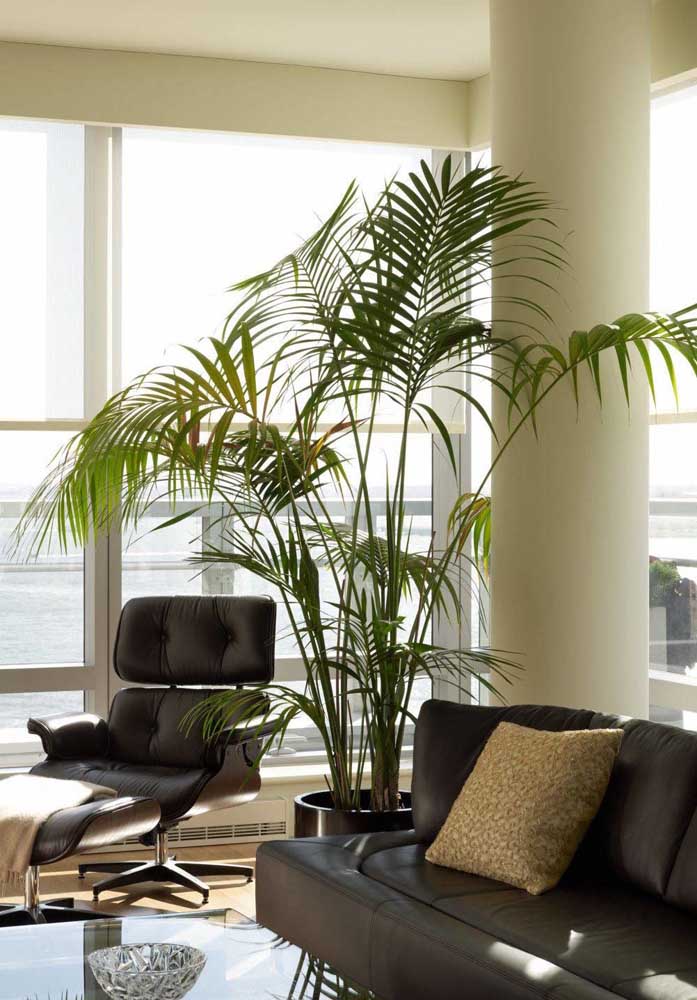 34 Dicas para Decoração de Sala com Plantas