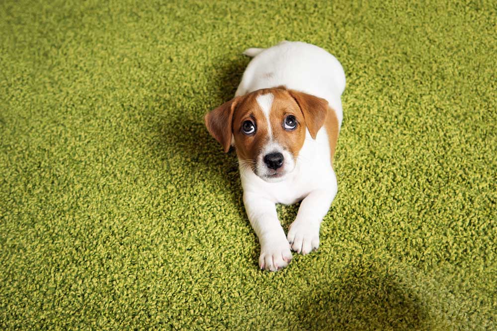 Removendo xixi de cachorro do chão: aprenda os métodos naturais e simples